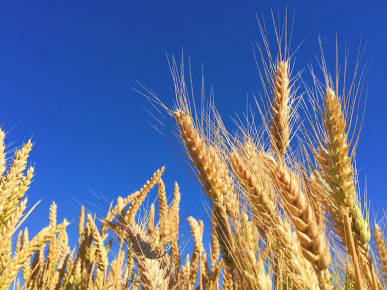 Ist Gluten ungesund? Wir berichten über Glutenunverträglichkeit, Clean Eating und was glutenfrei bedeutet. www.marinajagemann.com
