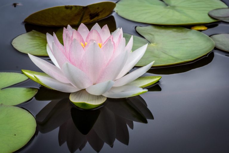 Anti-Aging-Booster, Anti-Aging, Lotus, Kollagen, Kollagenproduktion, Teint, Marina Jagemann