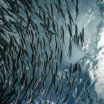 Omega-3, Ernährung, Gesundheit, Stoffwechsel, Chronische Entzündung, Marina Jagemann