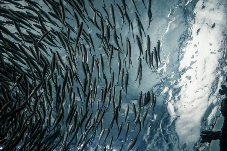 Omega-3, Ernährung, Gesundheit, Stoffwechsel, Chronische Entzündung, Marina Jagemann