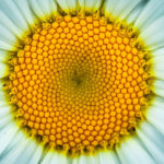 Gänseblümchen schmecken lecker und lassen jedes Gericht erstrahlen!