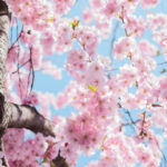 Kirschblüten erwecken Frühlingsgefühle