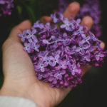 Lavender duftet herrlich. Die Felder in Südfrankreich sind ein Traum!