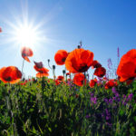 Wilder Mohn riecht herrlich und schickt unsere Sinne auf Wanderschaft
