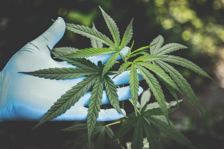 Hanfpflanze - CBD - was die Hanf Beauty wirklich kann!