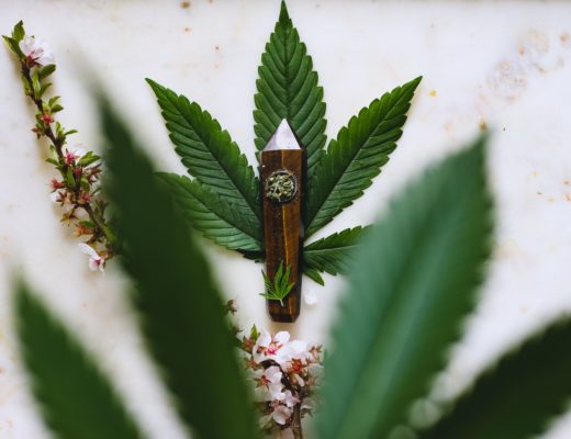 Cannabis Pflanze, CBD ÖL