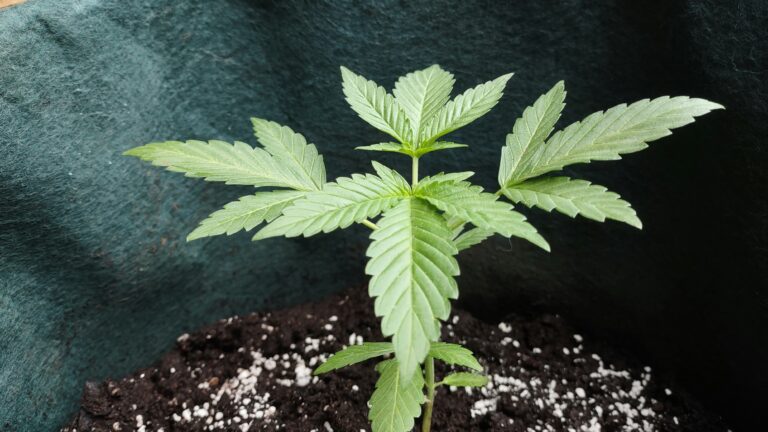 Cannabis Pflanze
