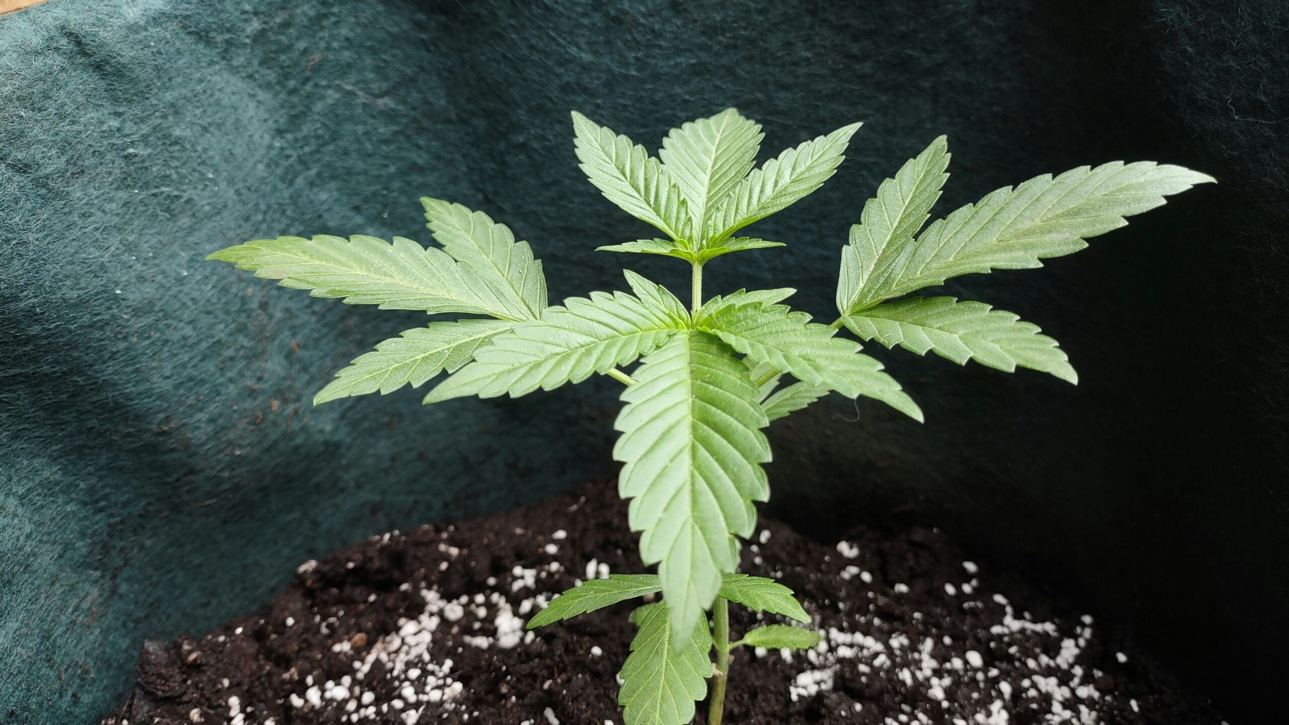 Cannabis Pflanze